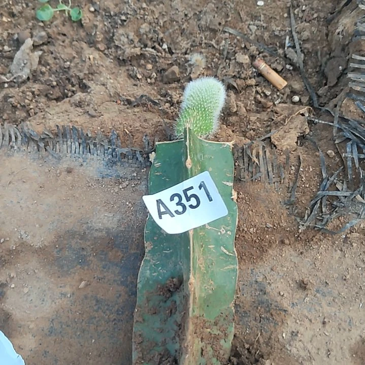 闲***逛福袋礼品火龙杆缀化351