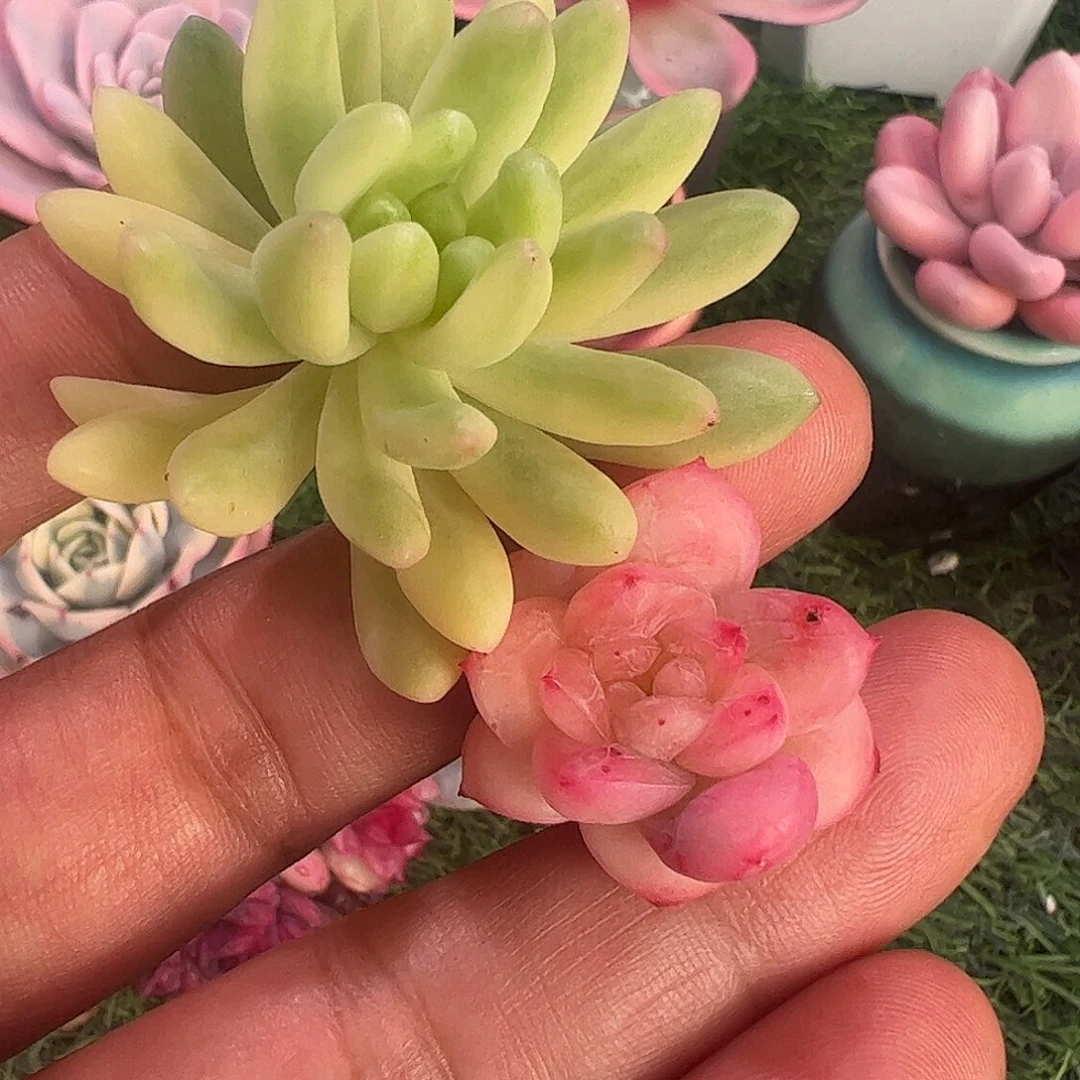 颜***ღ多肉植物多肉植物