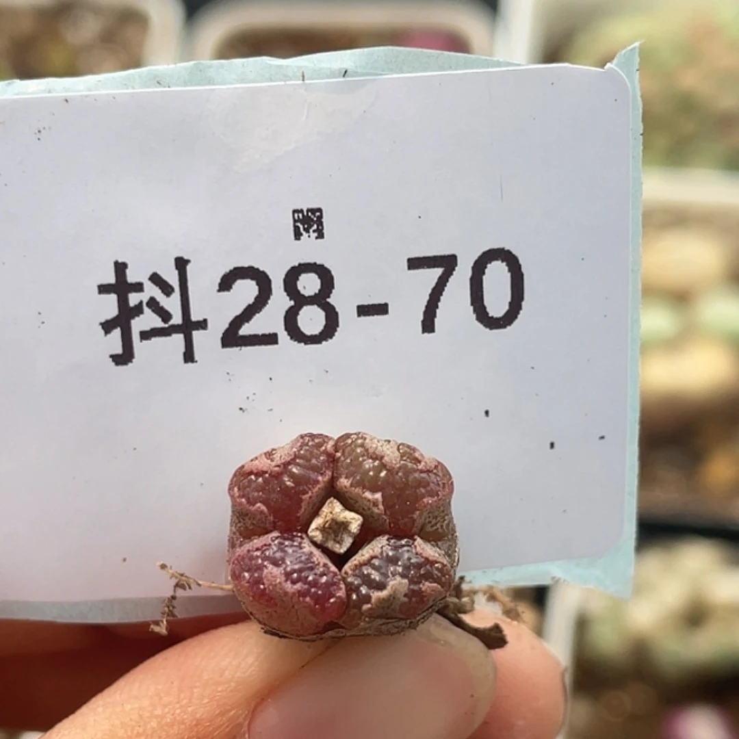 28-70超碟多肉植物