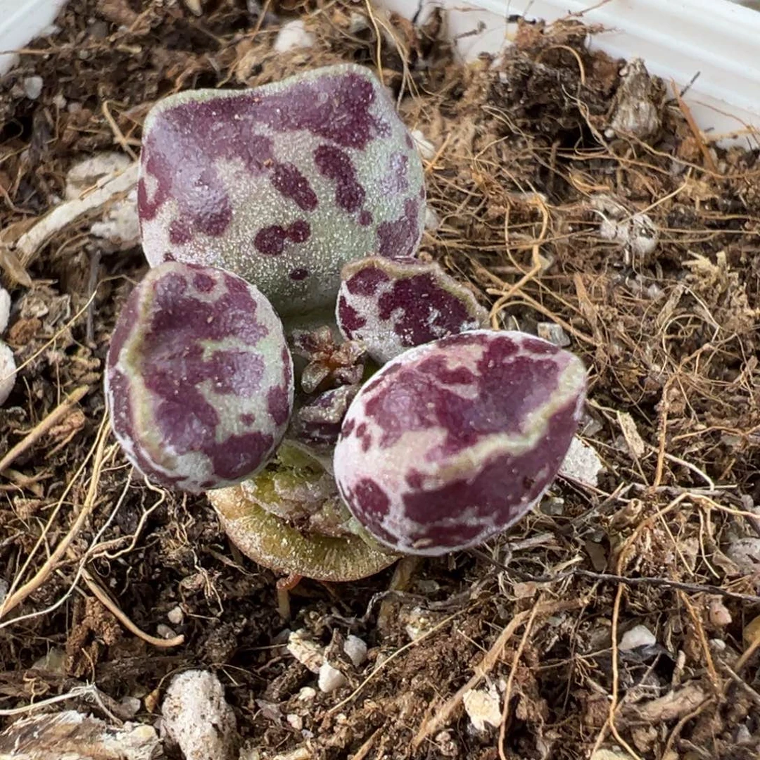 达摩海豹单头纯木质桩多肉植物