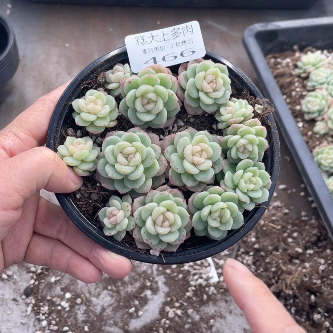 糕大上多肉植物466