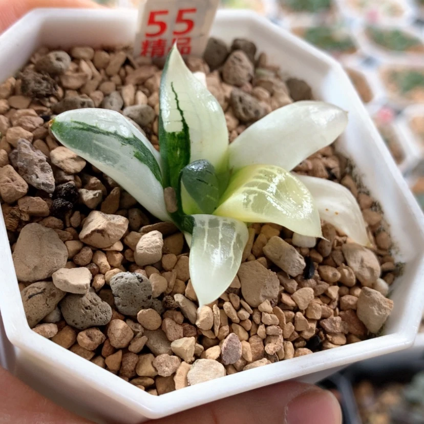 【闪购商品】55阿房宫