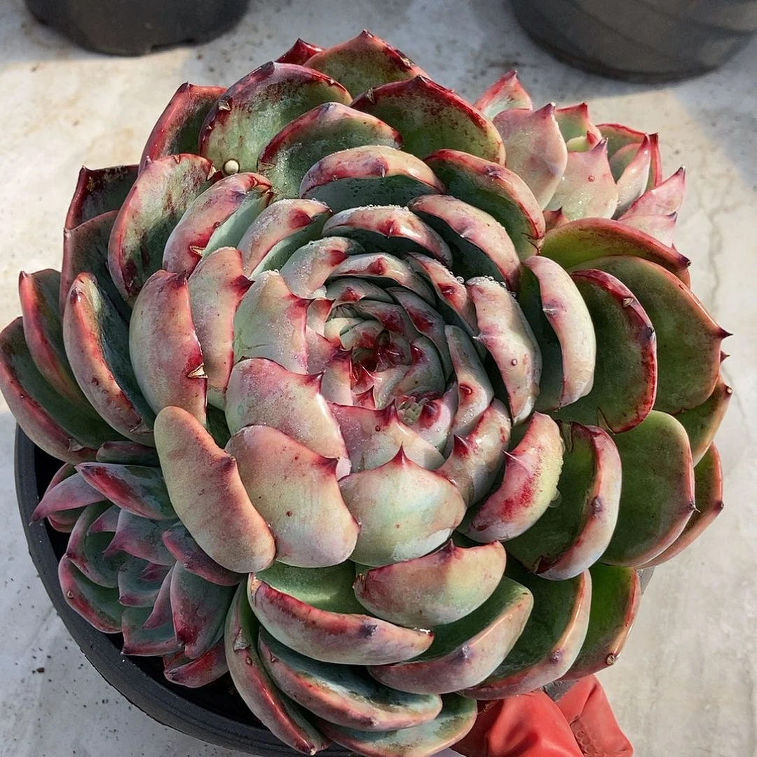 10-87 一物一拍不退不换退款拉黑