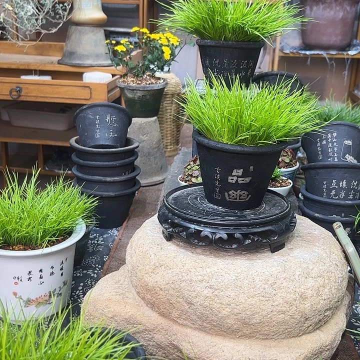 无花朵黄金姬菖蒲盆景脱盆包邮