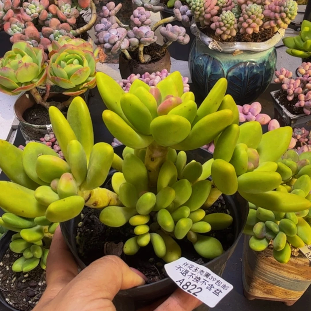 芒果奶酪822/16cm多肉