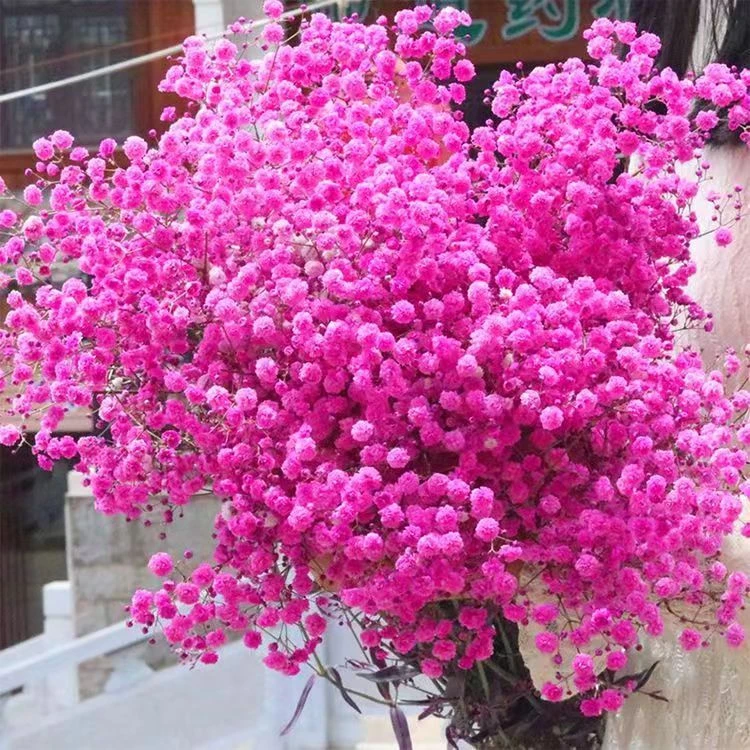 满天星鲜花 真花  紫色满天星 新鲜花发货 可自然风干