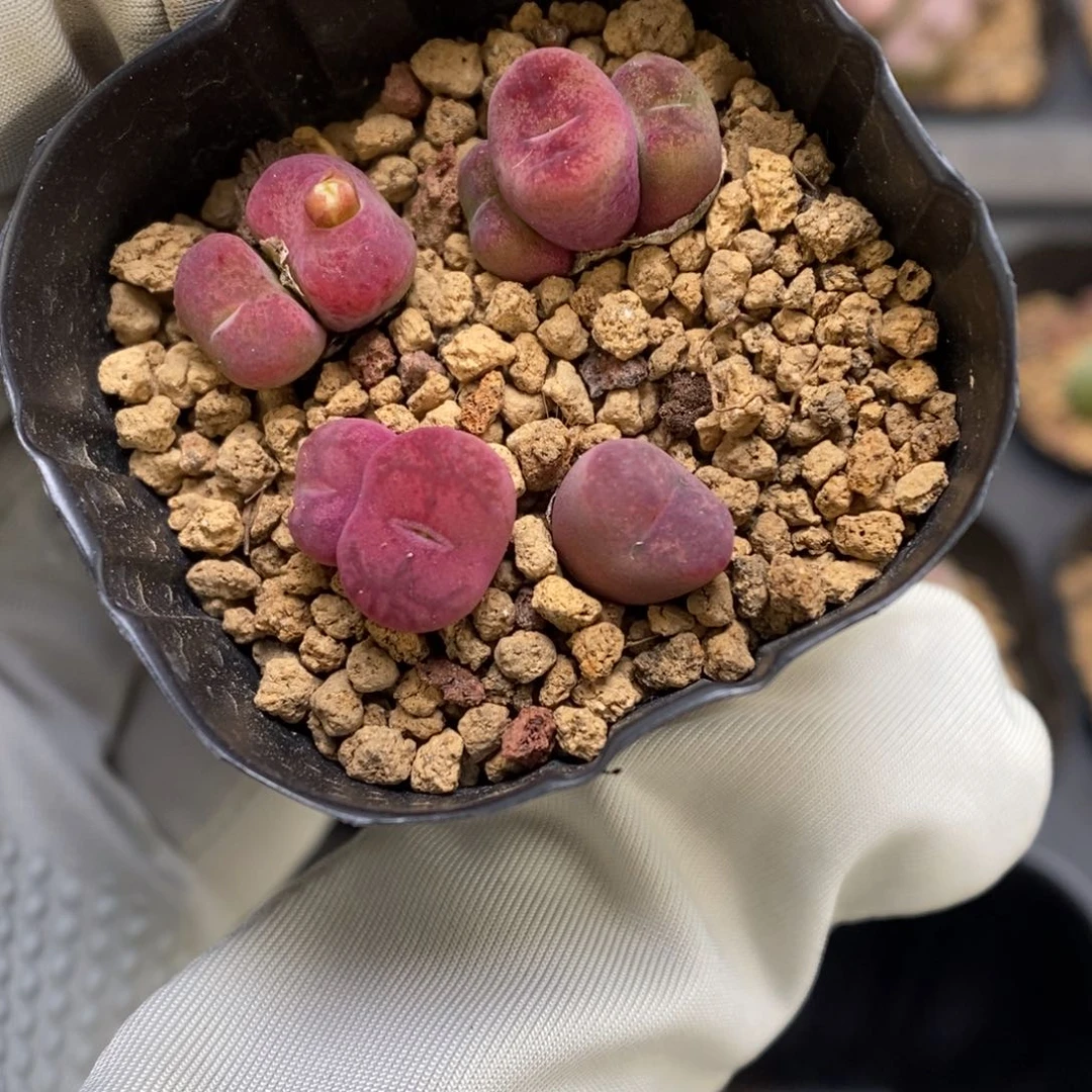 多肉植物肉锥杂交K-3534 杂多多 福利