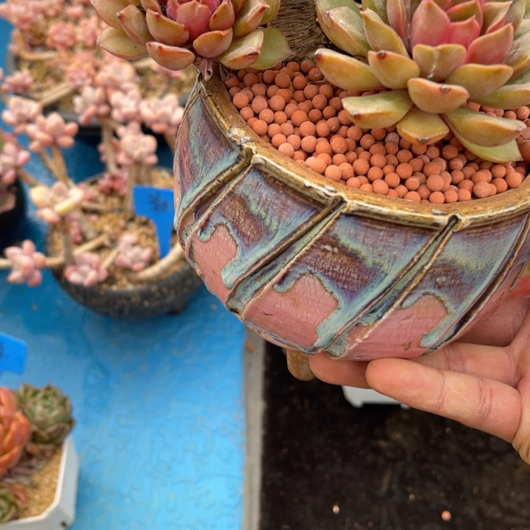 好**宋176红色玫瑰多肉植物