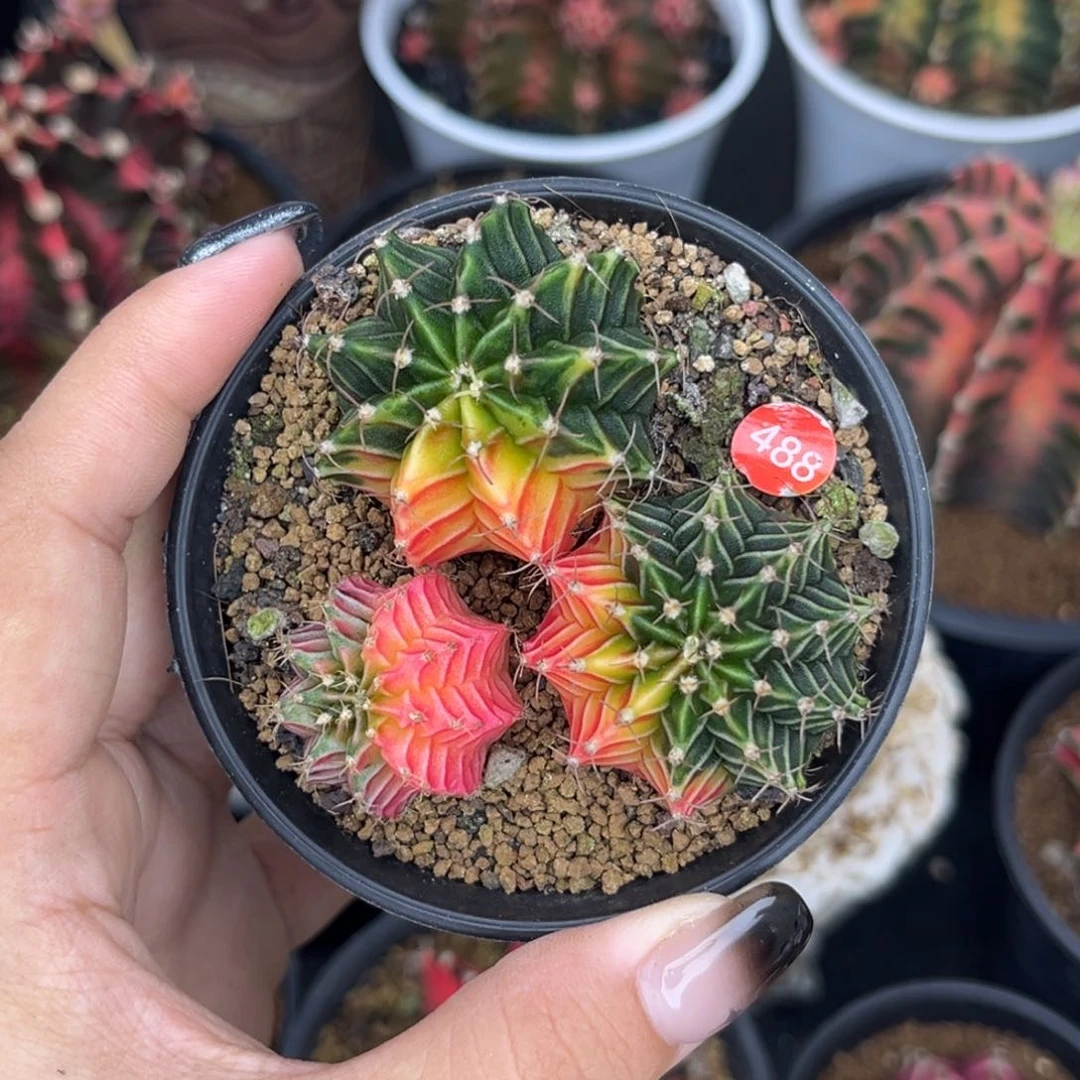 488 三颗一起拼盘 福利捡漏