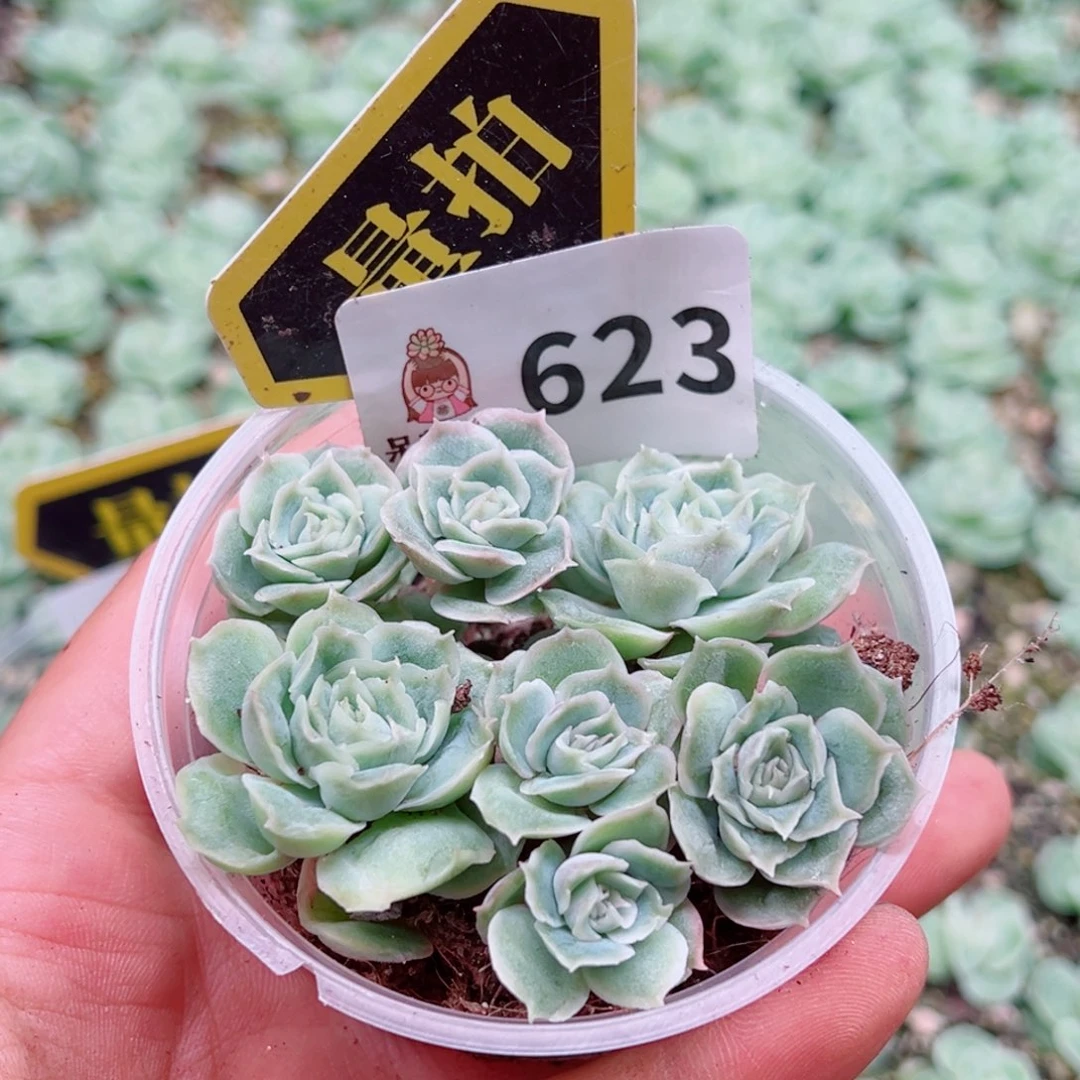 多肉植物多肉植物
