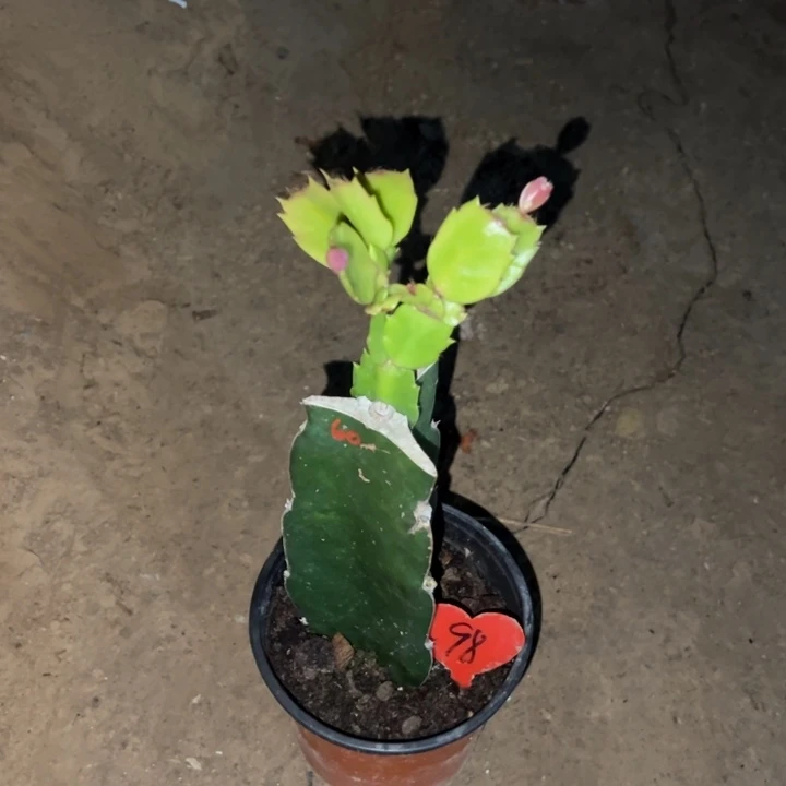 大***瑞当前无花栽培后可以开花060  98