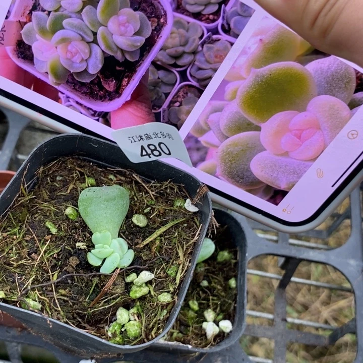 标480龙葵一个量拍