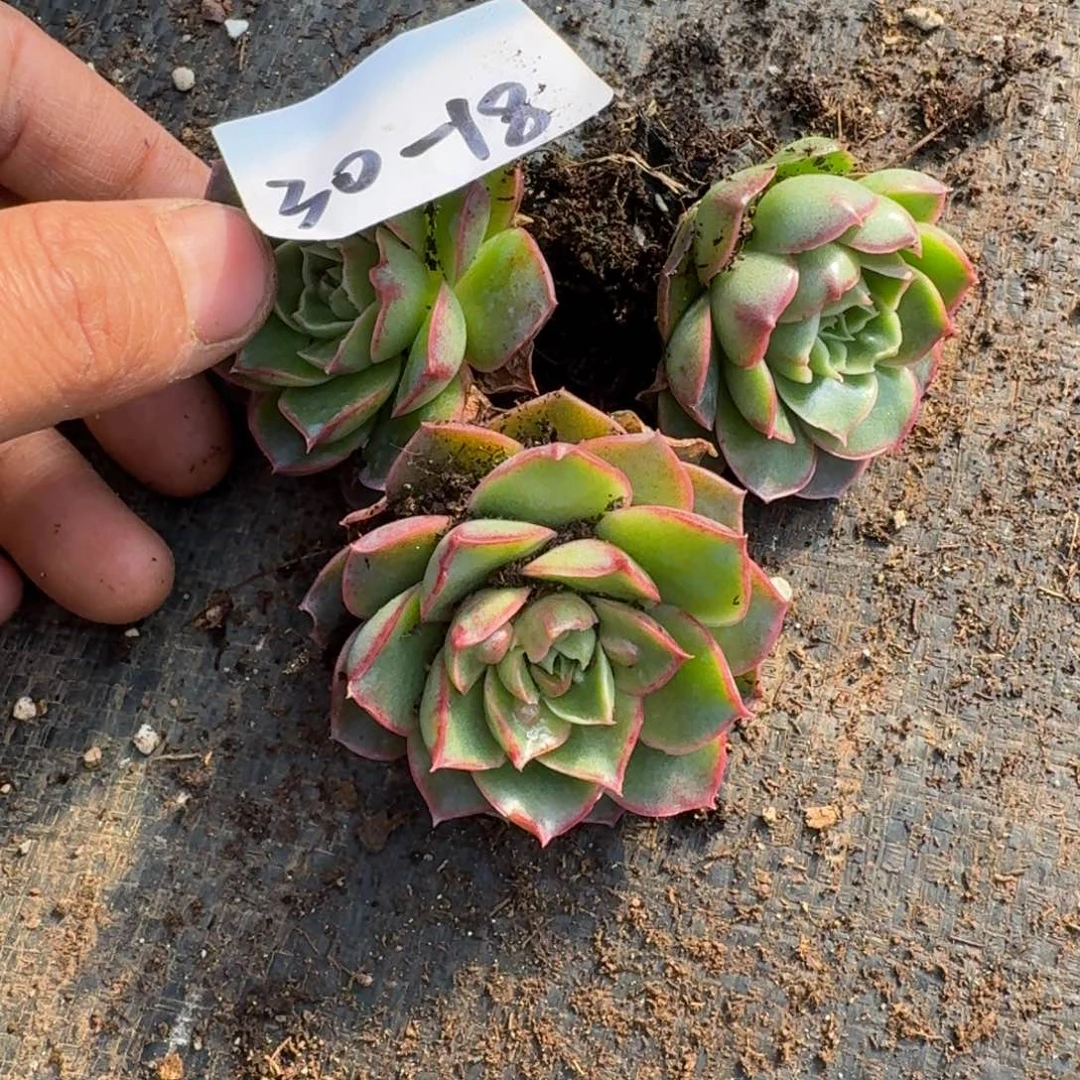 30-18罗西马瘤子三颗量拍