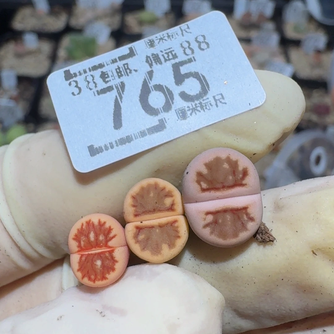 zzzzz精品生石花765