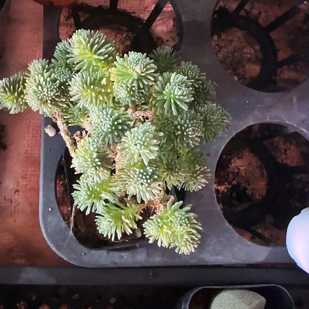 球松多肉植物满19.9