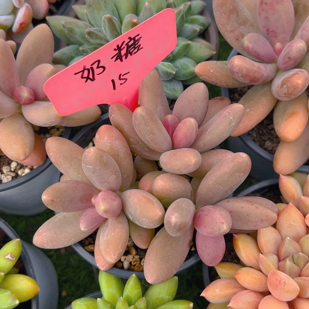 福利来了打个电话给你哈