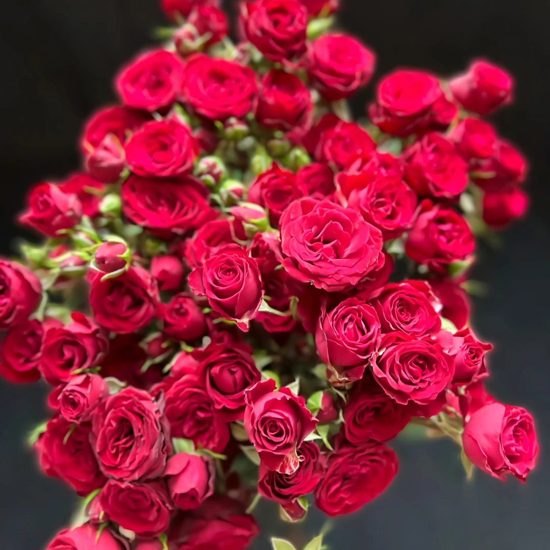 稀有多头玫瑰【猩红泡泡】10枝  任意鲜花满三单顺丰空运包邮到家