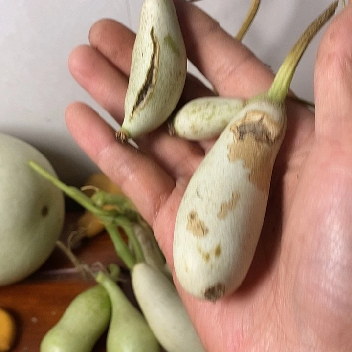 正***青皮腰子葫芦手把件