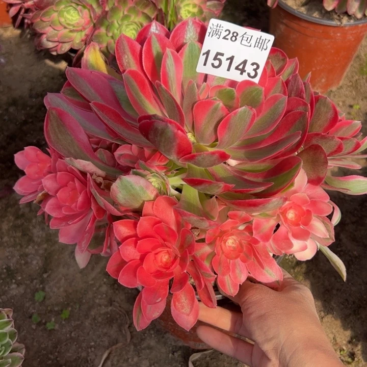 15143女巫多肉植物