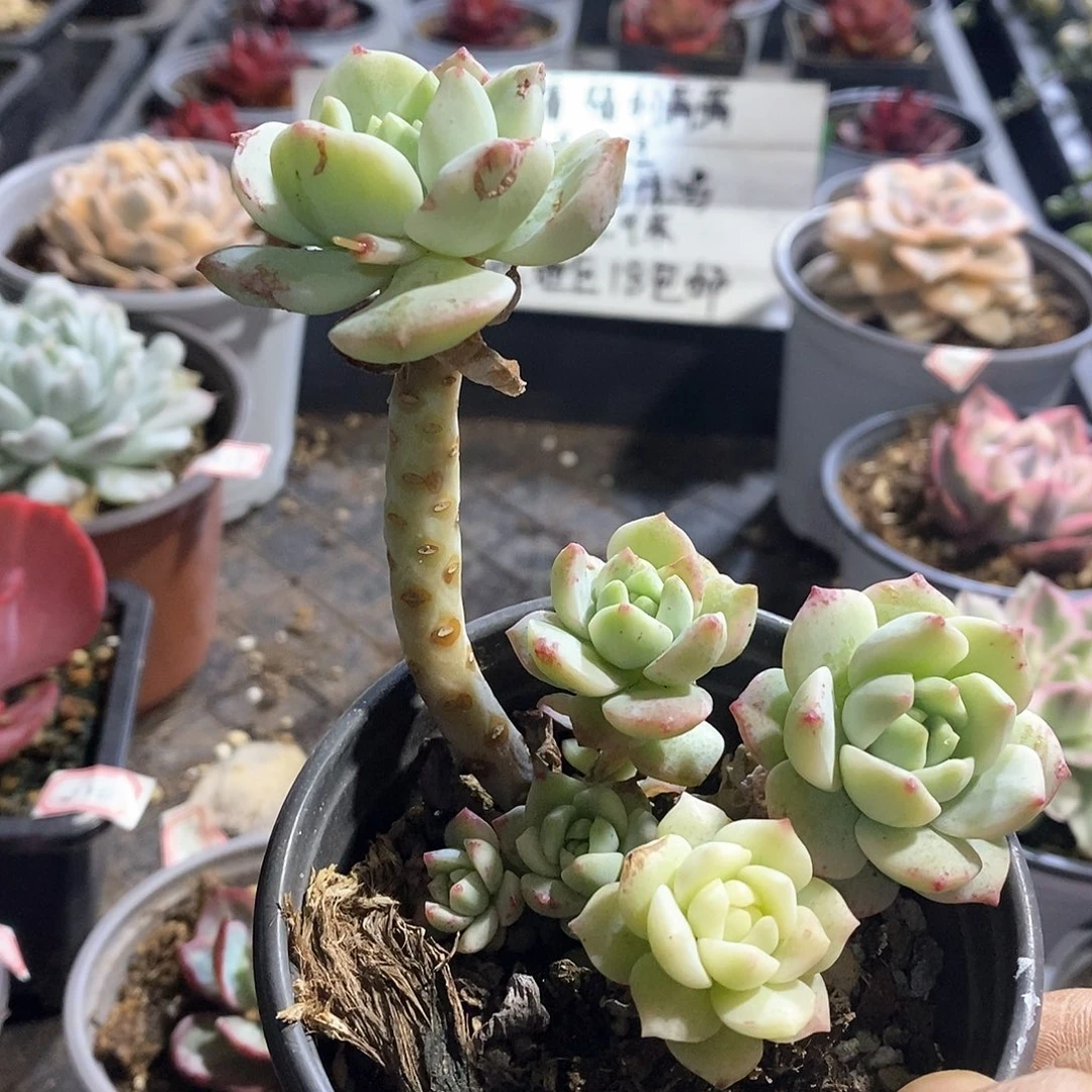 A896精美多肉香草锦群