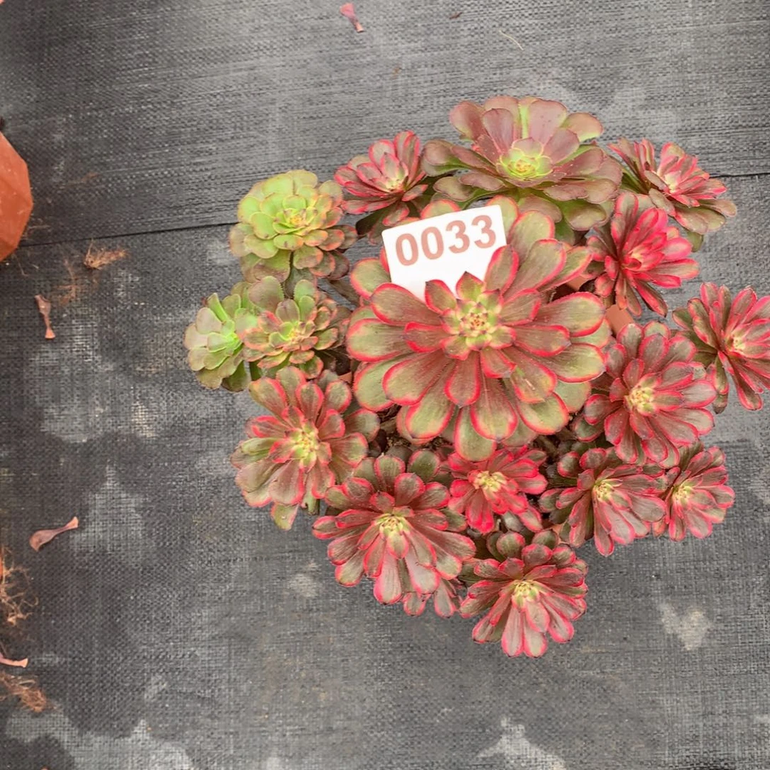 紫霞仙子0033法师多肉植物350000