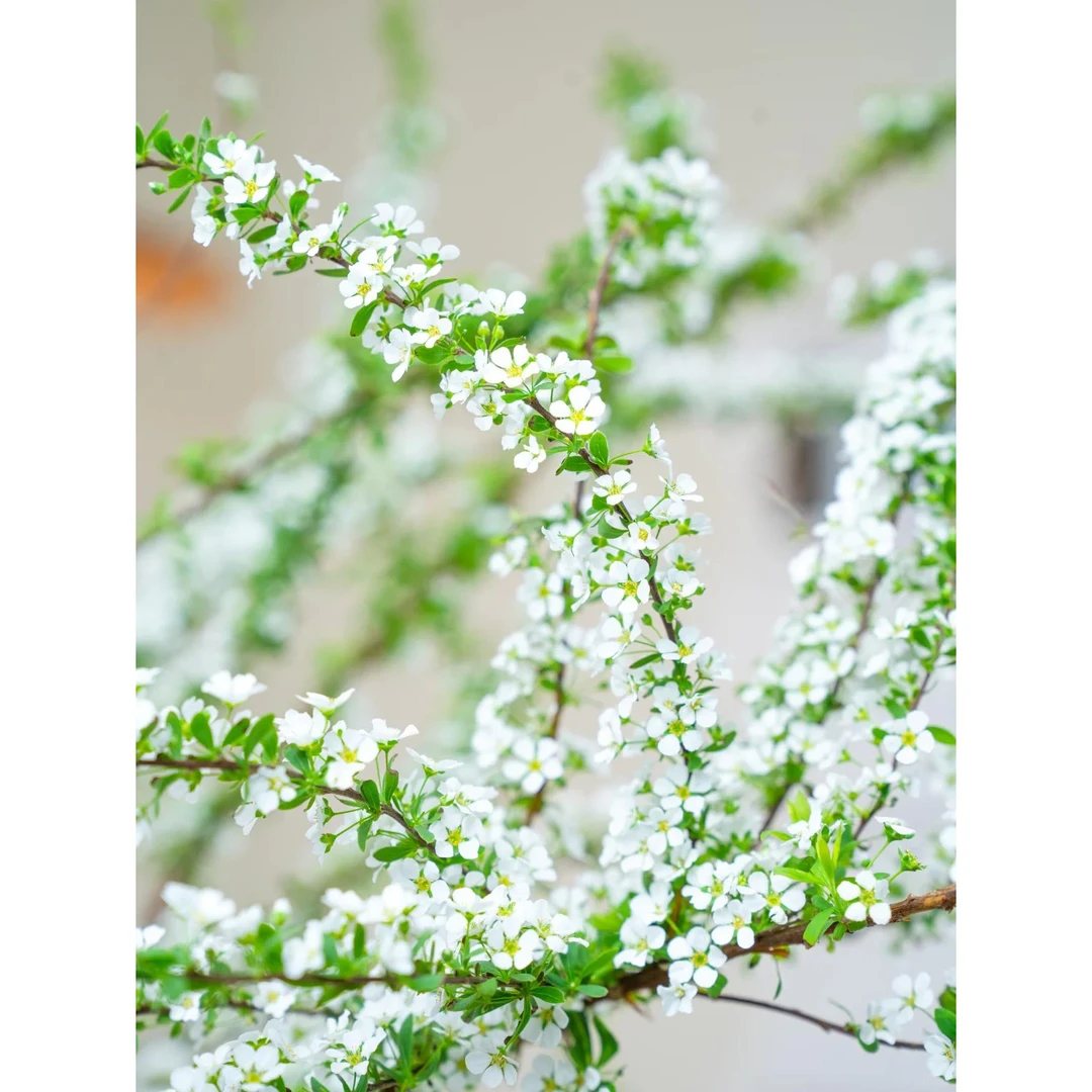 云南雪柳鲜枝水培耐寒开花室内绿植云南新鲜鲜花枯木养成的雪柳花