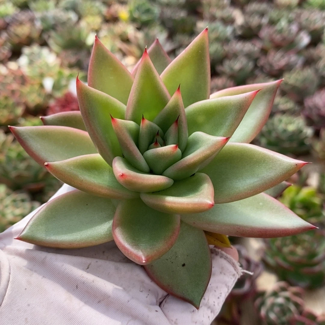 无花朵275 号东云系多肉植物