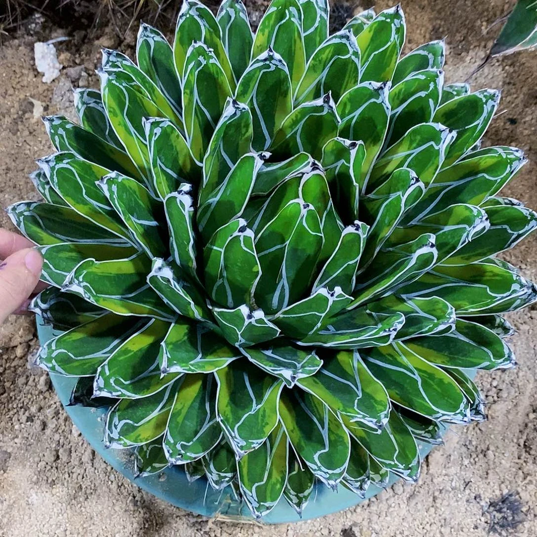 良***沐5333虎斑一颗11111