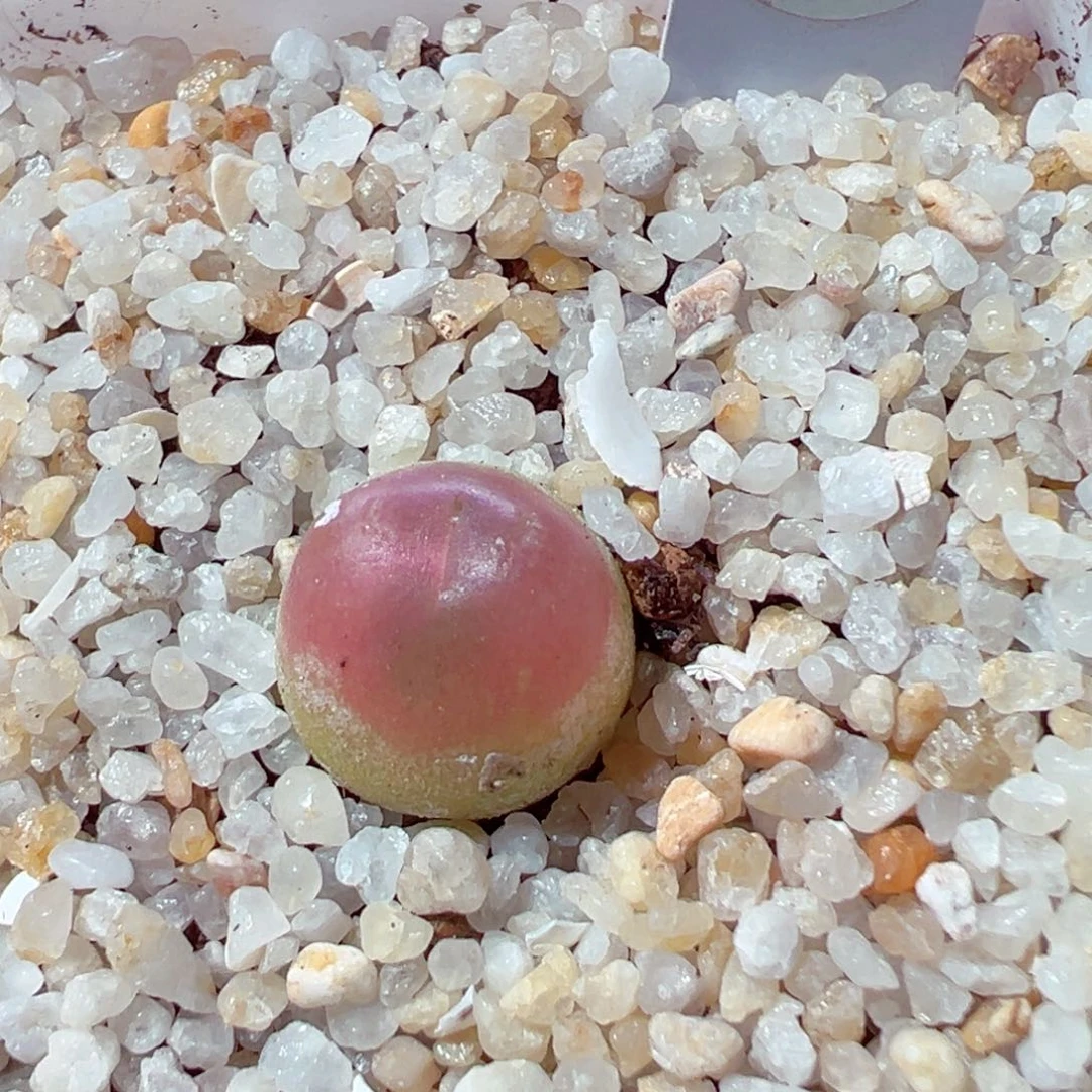 布****4226-424多肉多肉