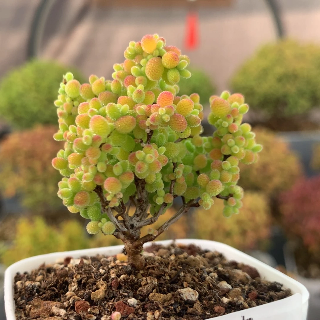 356蜜橘糖球。