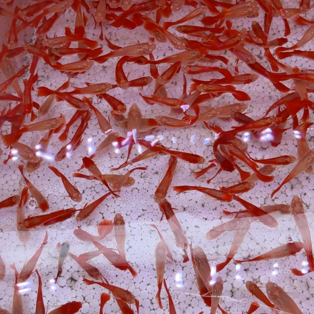 孔雀鱼清缸小红鱼30条