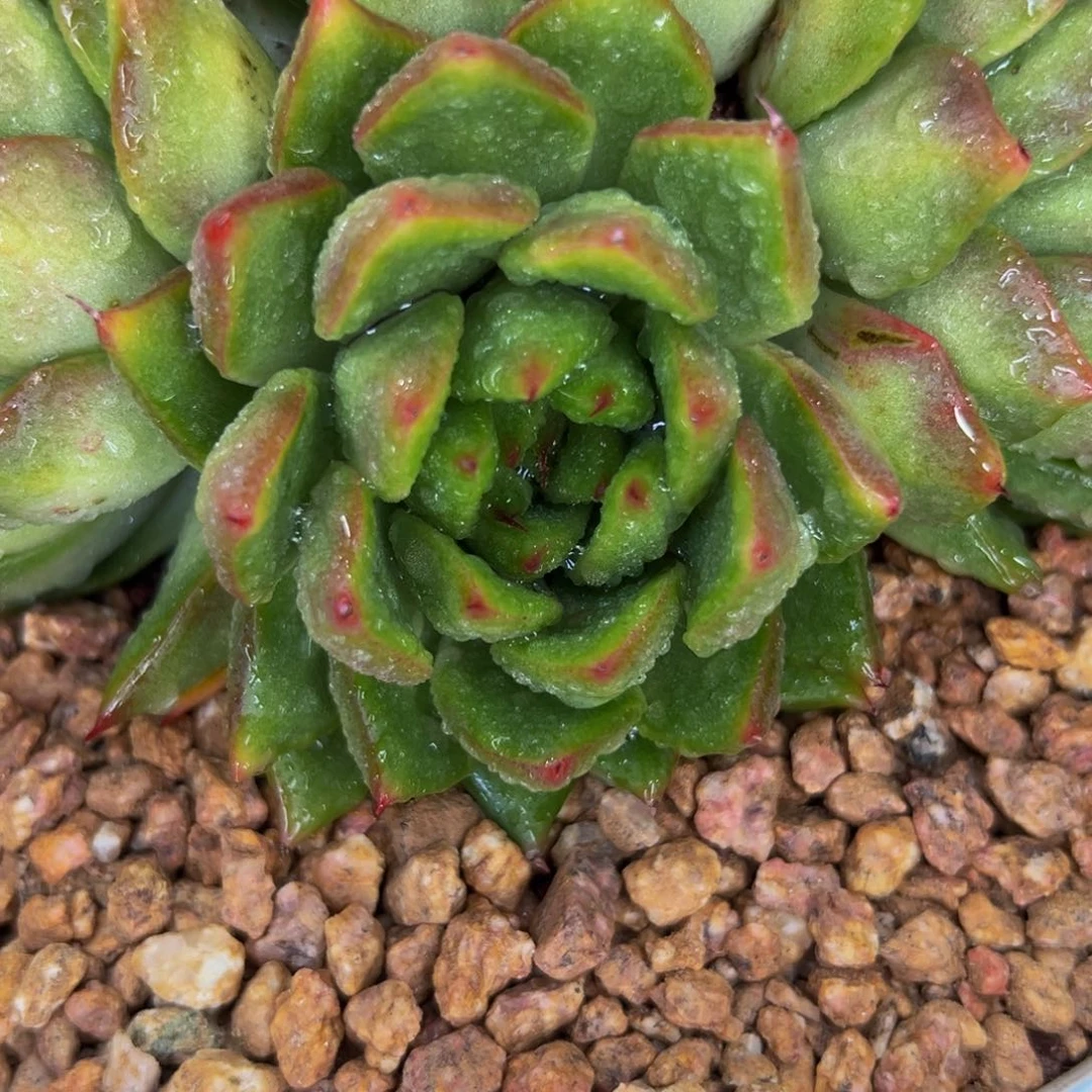 食*署多肉一物一拍0531-252