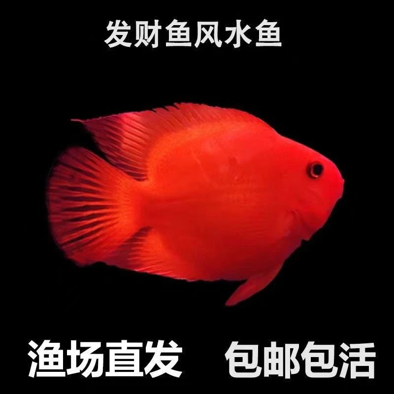 红鹦鹉鱼热带血鹦鹉鱼发财鱼风水鱼中大小型观赏鱼红财神包邮