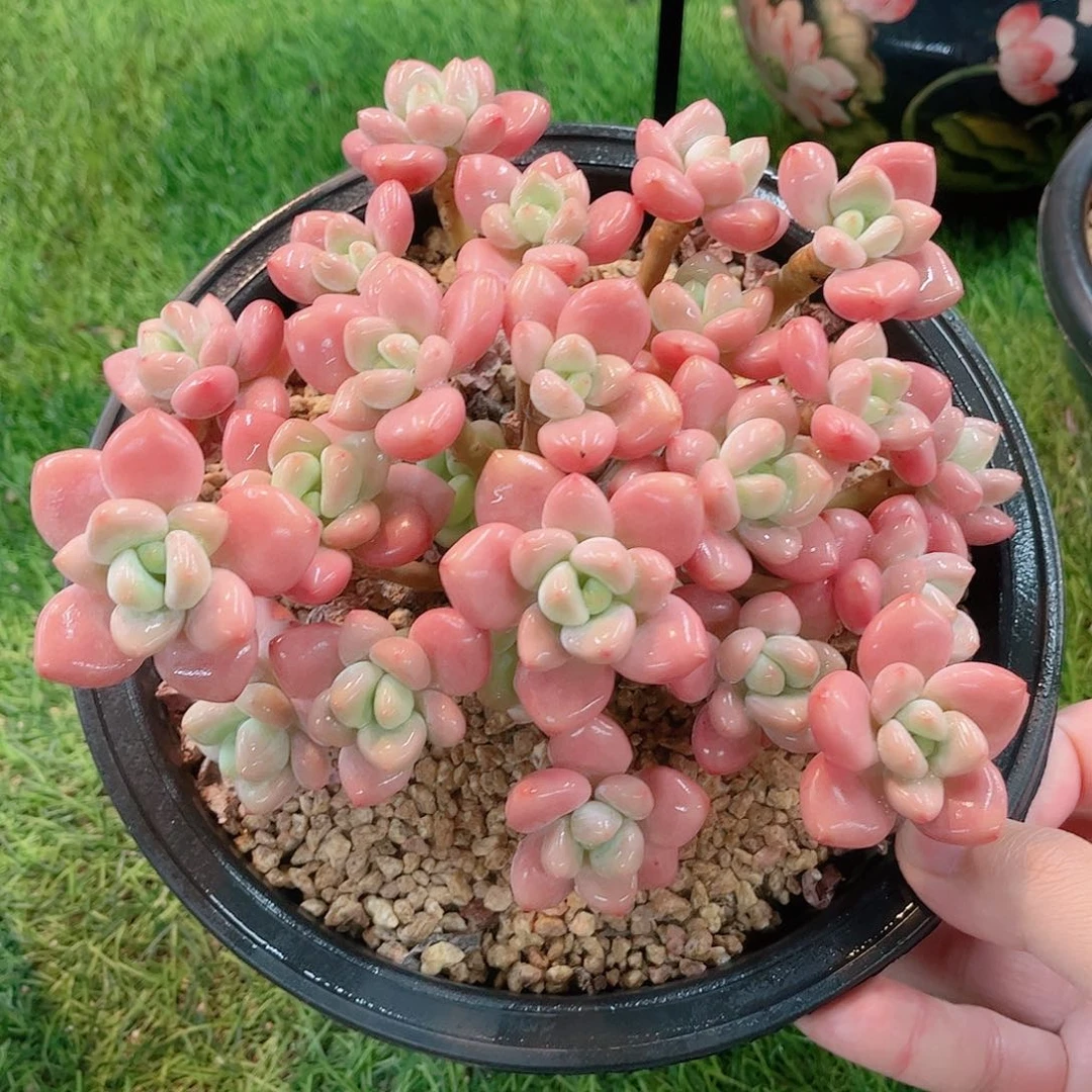 韩版樱花粉洛神多肉