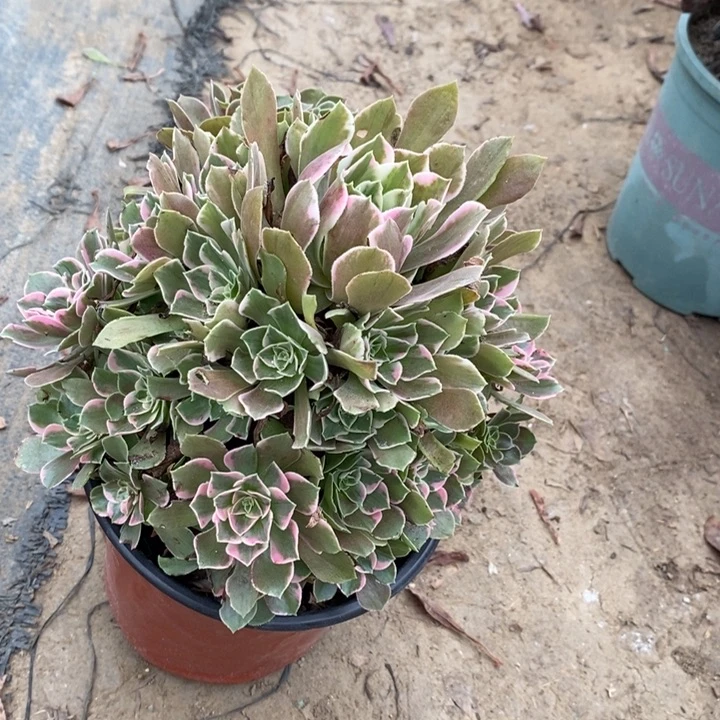女妖57多肉植物法师法师