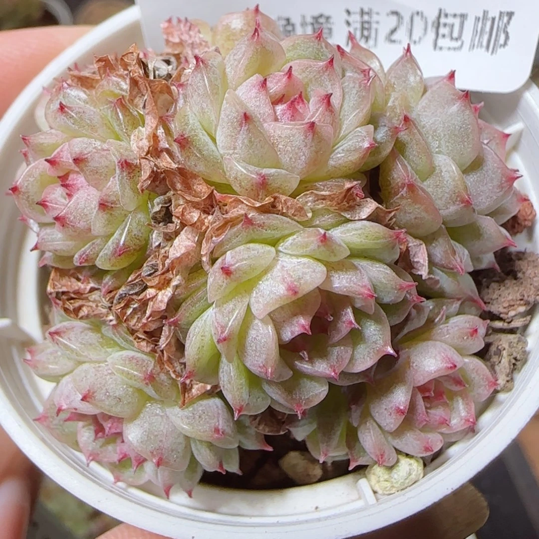 花语逸镜1118-111散