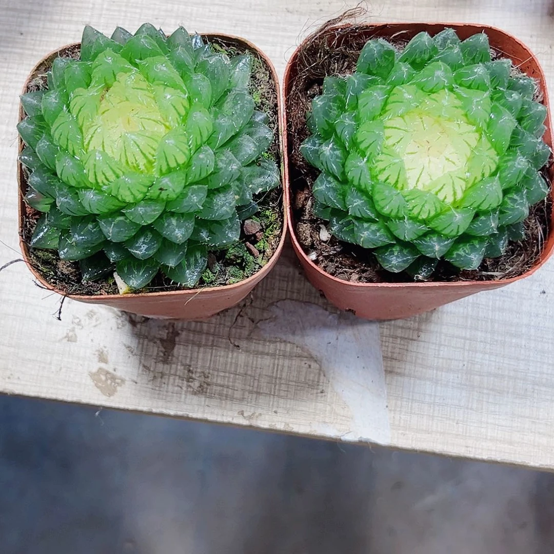 艺*宝莲灯多肉植物6666