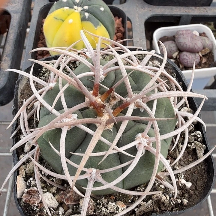 实生优选碧岩玉5仙人球