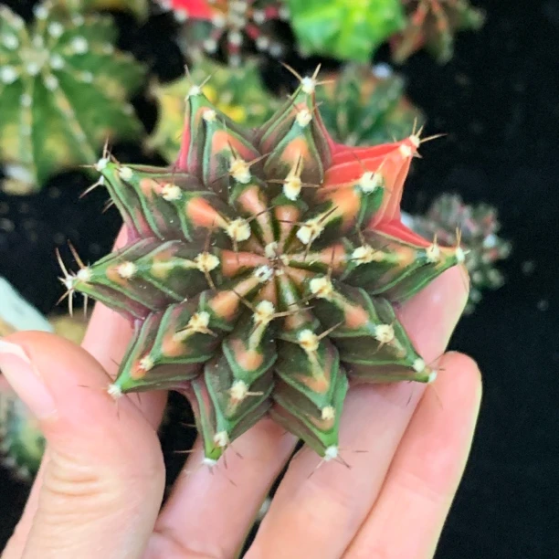 十棱米哈 一物一拍 脱土