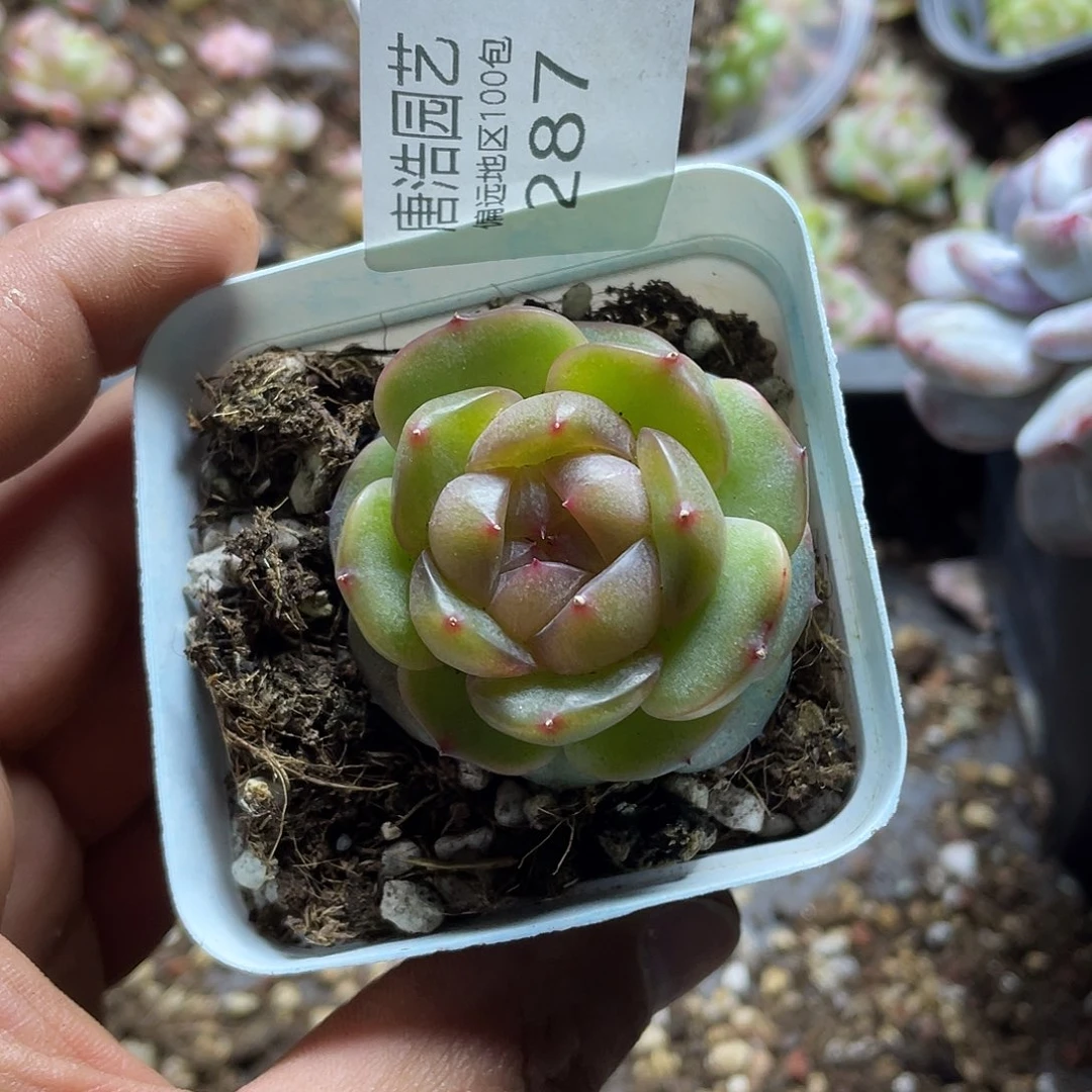 j***5珍妮混一物一拍287