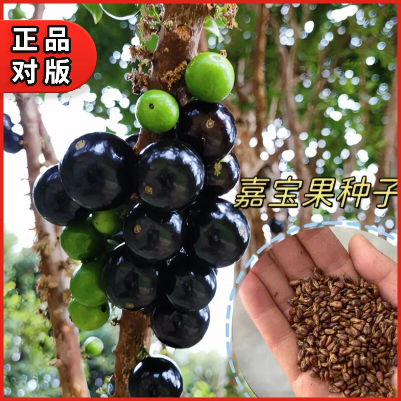 【正宗嘉宝果种子】四季播种阳台小院种植高产水果沙巴嘉宝果种子