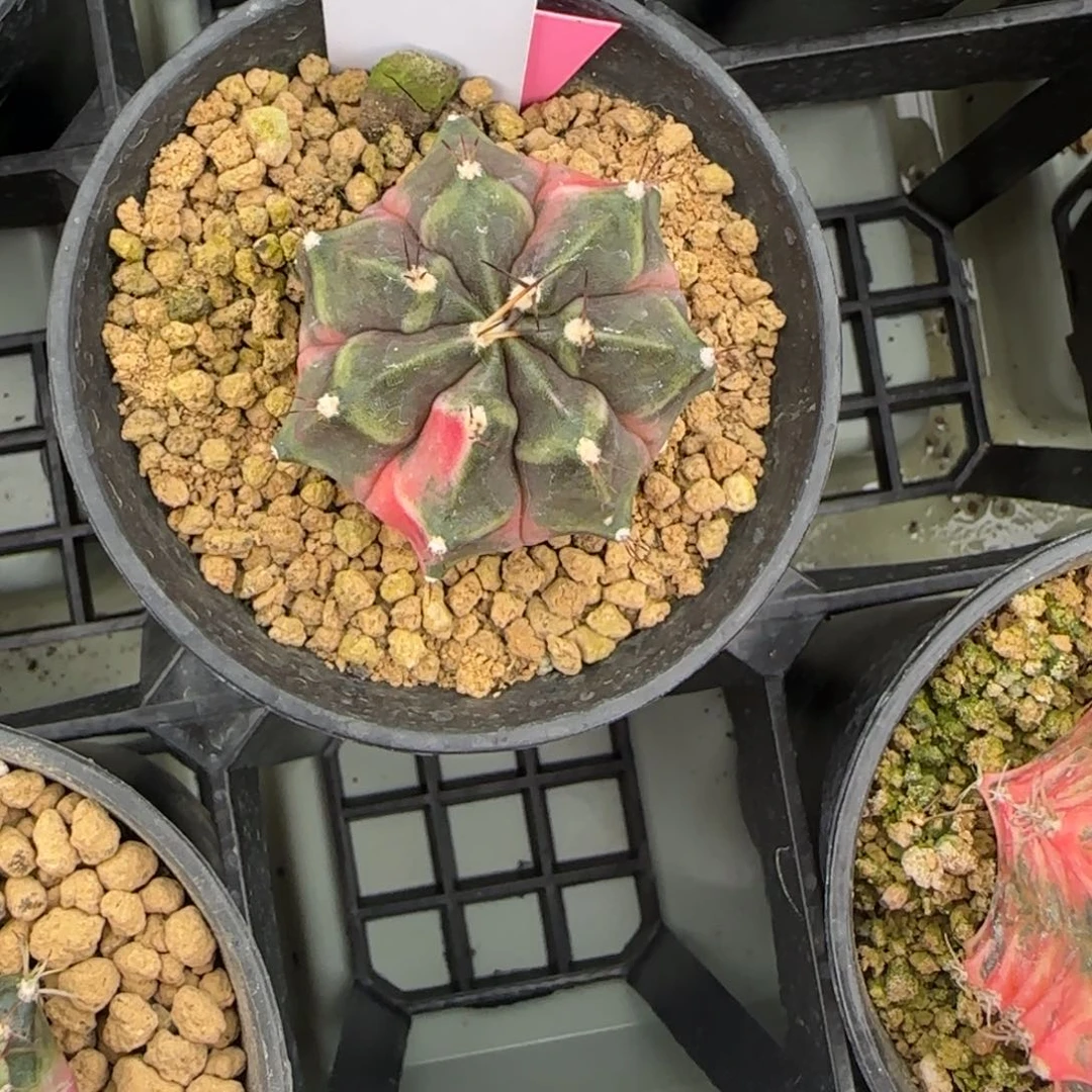 胖**?226-0308脱土发多肉