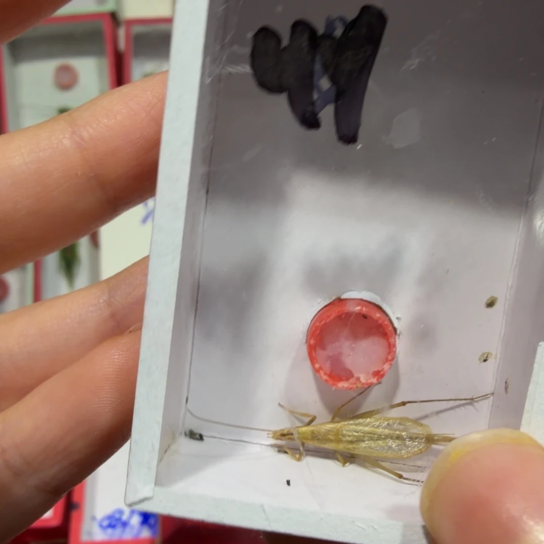 蟋蟀竹蛉断须一条不用