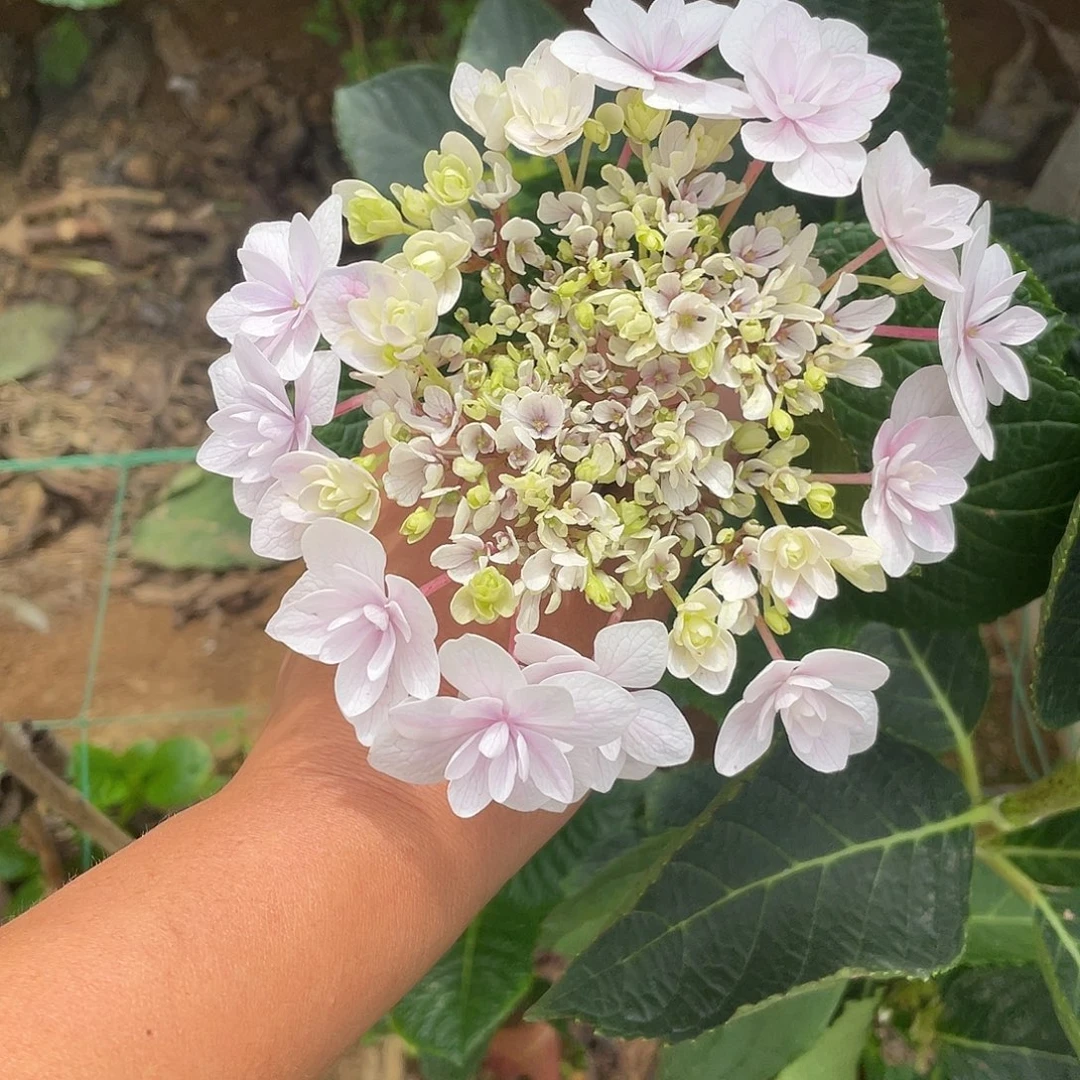 绣球切花一物一拍3枝起包邮，100