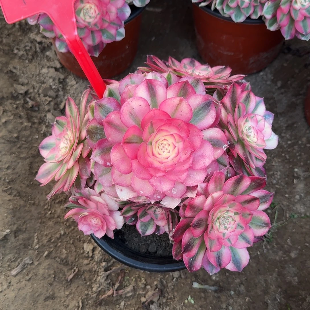 4584倾城多肉法师