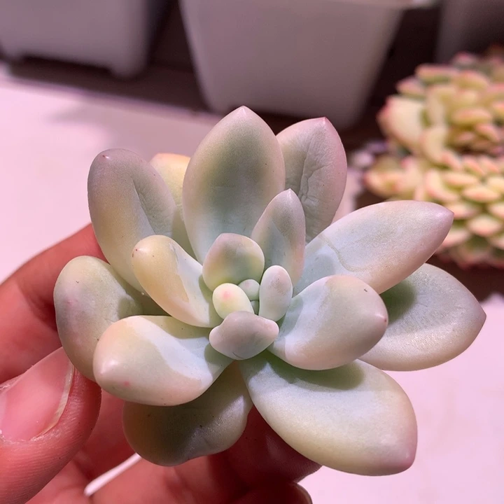 新香水腹轮锦锦锦锦