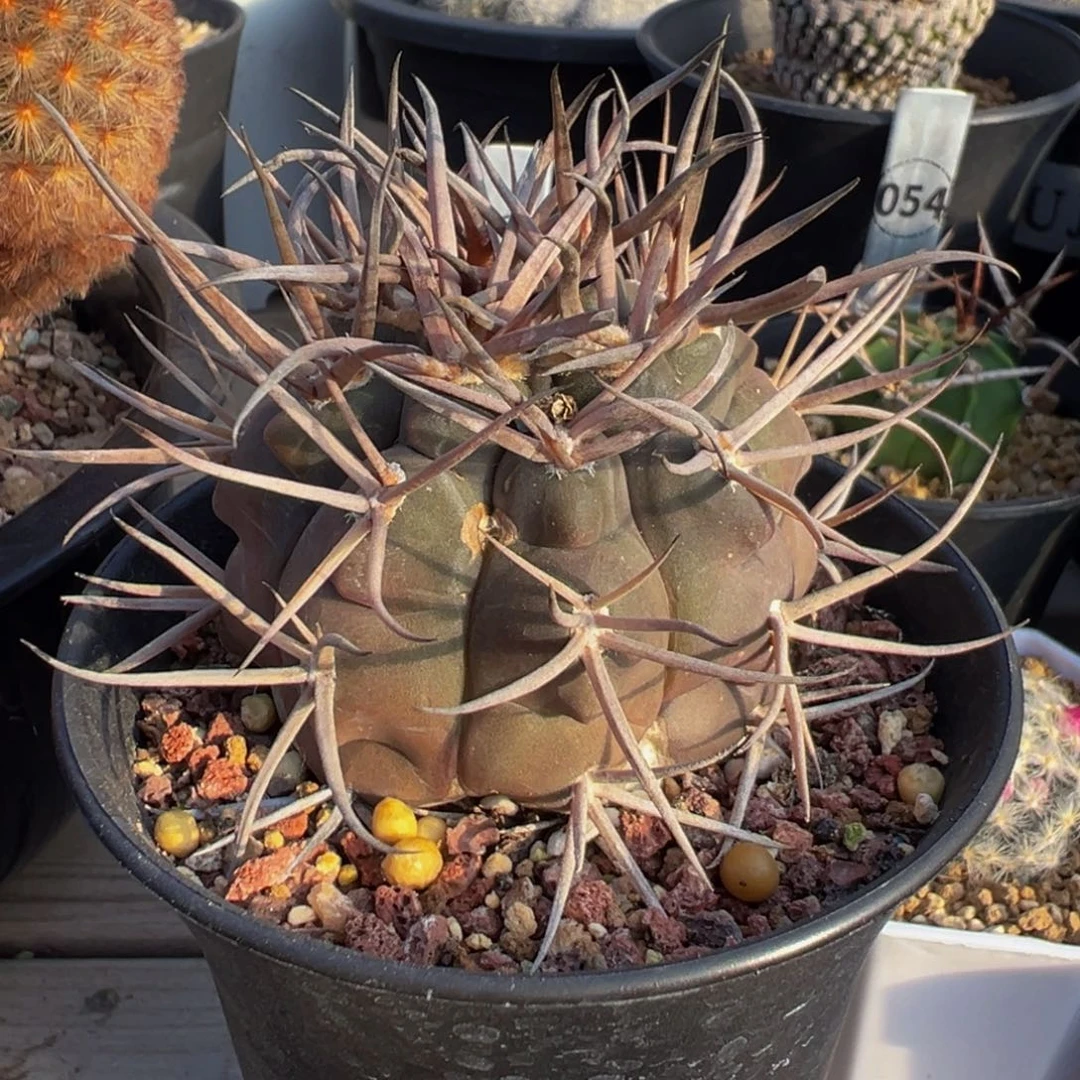 实生根有瑕疵守金摩天龙多肉植物带盆土
