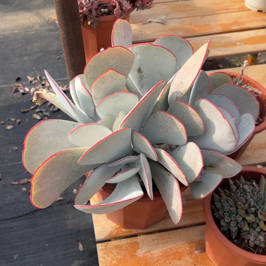 多肉大群白眉【非偏远地区满18包邮】