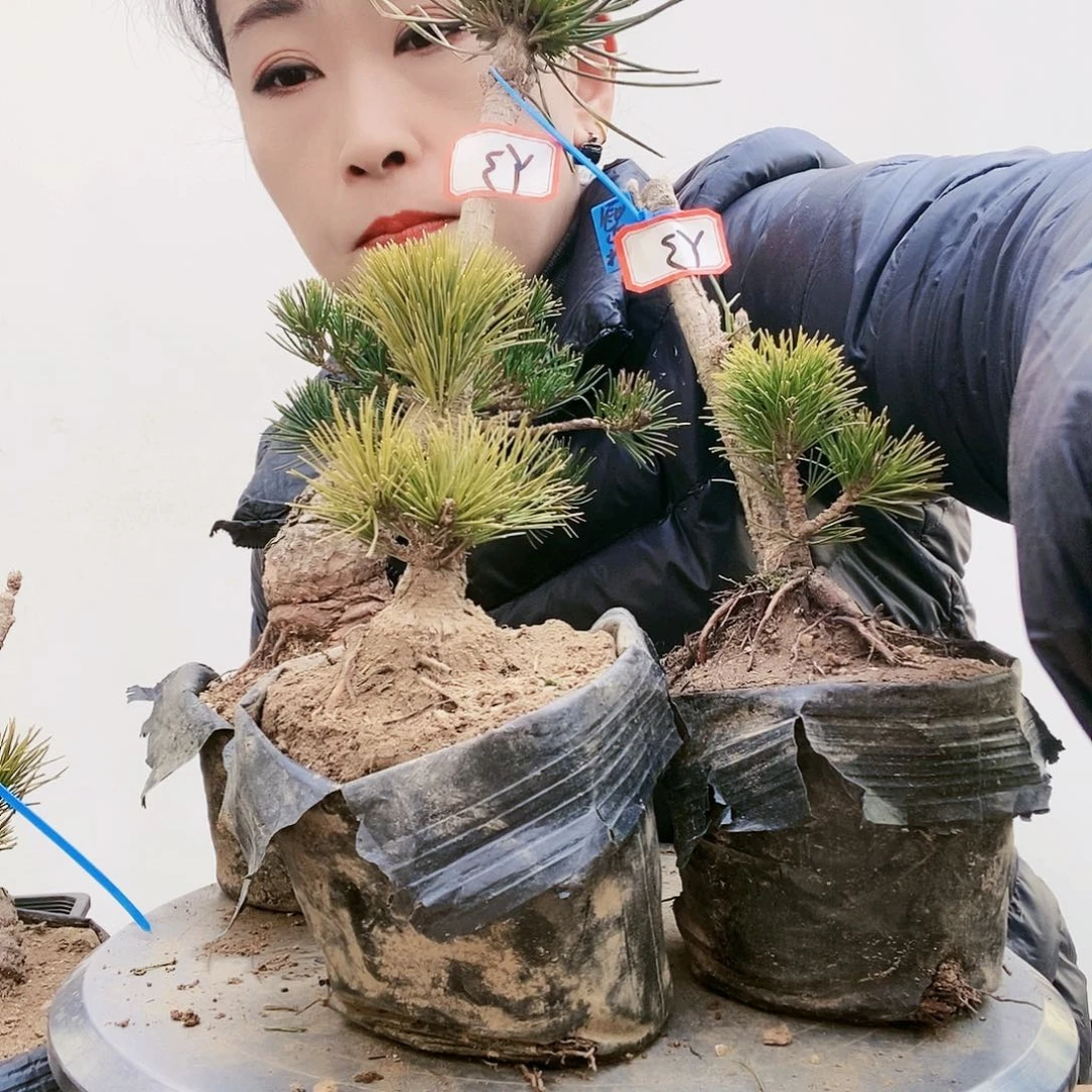 植物形态多年生草本