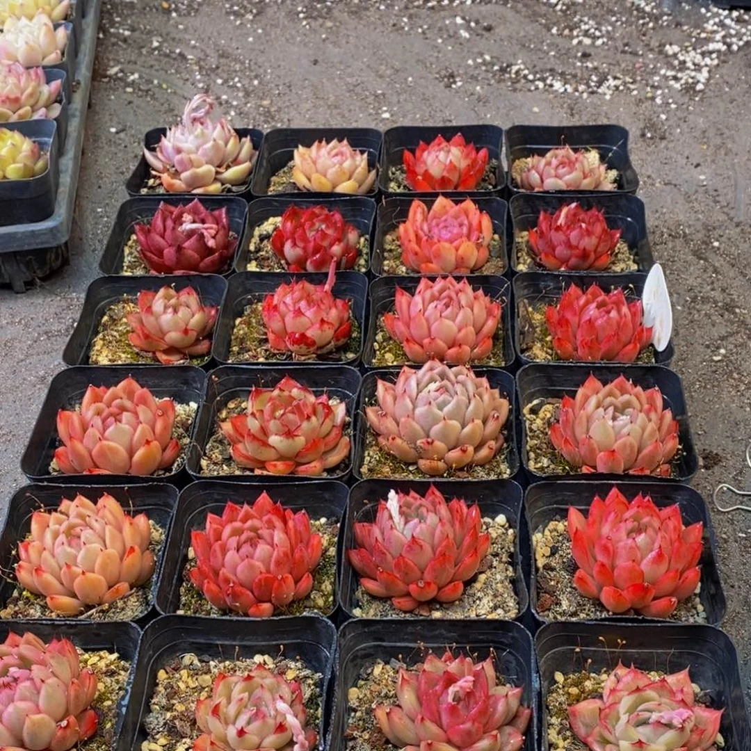 316多肉植物保护研究所所长助理研究员